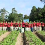 Lapas Kelas IIB Siborongborong Panen Buncis Program Ketahanan Pangan
